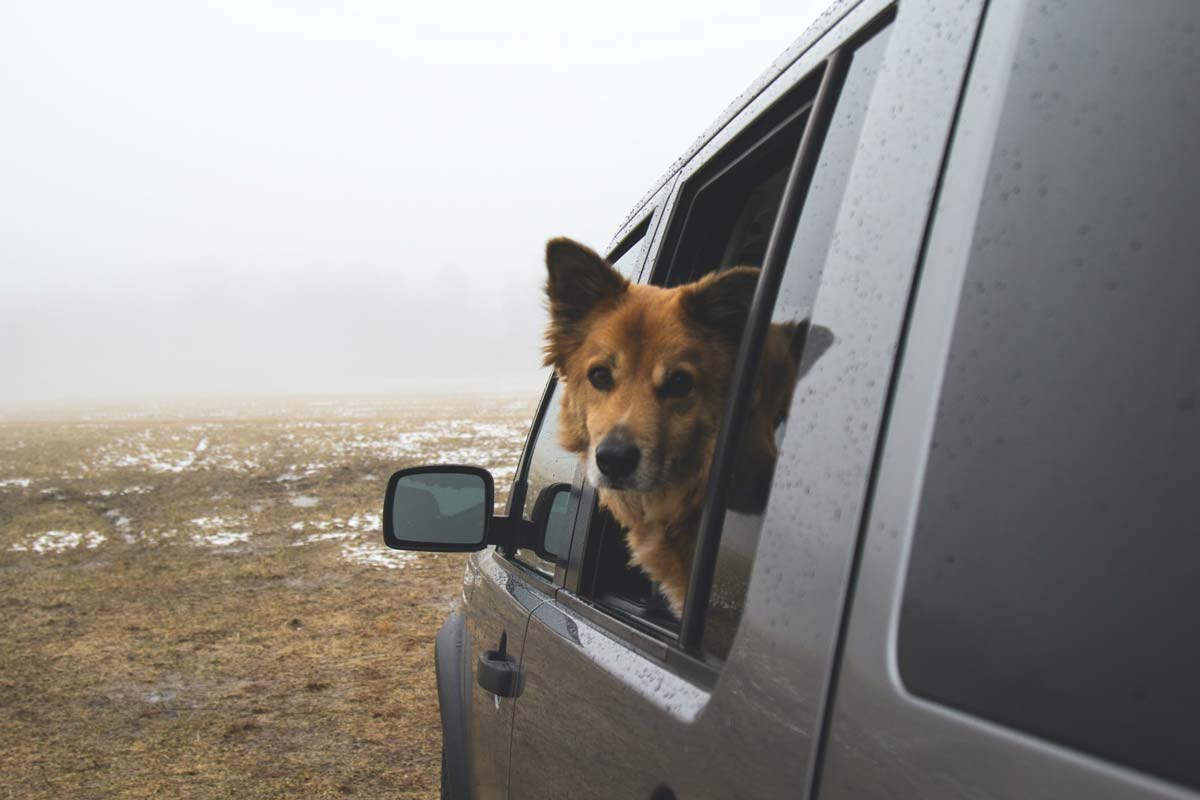 Hond mee op vakantie